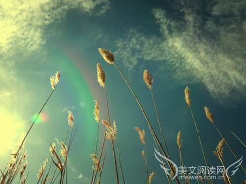 记忆之城,盛放着不落花