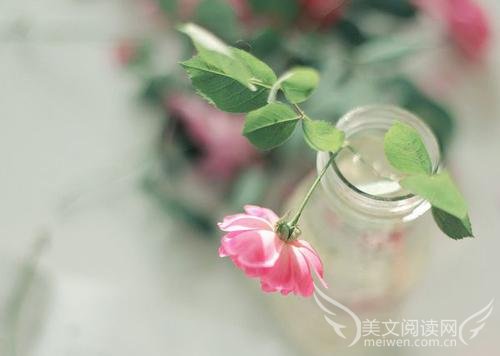 绵绵柔情,芬芳怡然