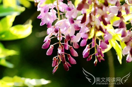 紫藤花下忆藤萝