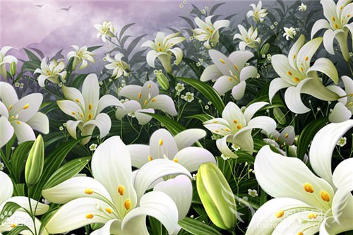 美文欣赏：心田上的百合花