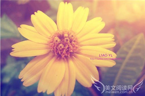 文字如花，我心追寻