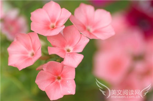 有关花的美文摘抄