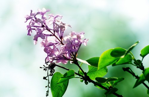 我是你的丁香花