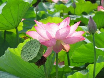 若有来生,愿为莲荷