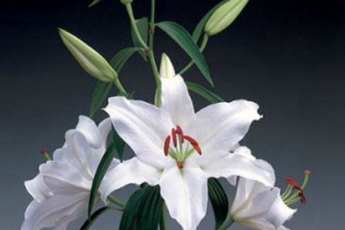 无名花