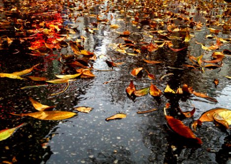 秋雨未央