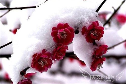 寒竹雪梅