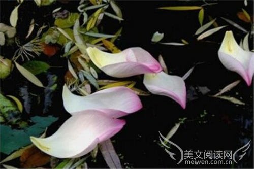花絮